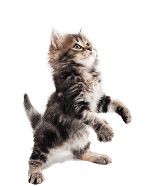 zaKatz Kitten| Meister Trading | The Cat Product Specialist